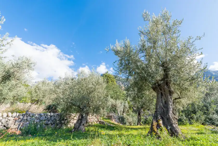 Alquiler vacacional en S'olivaret, Fornalutx