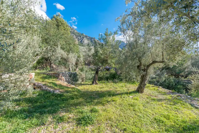 Alquiler vacacional en S'olivaret, Fornalutx