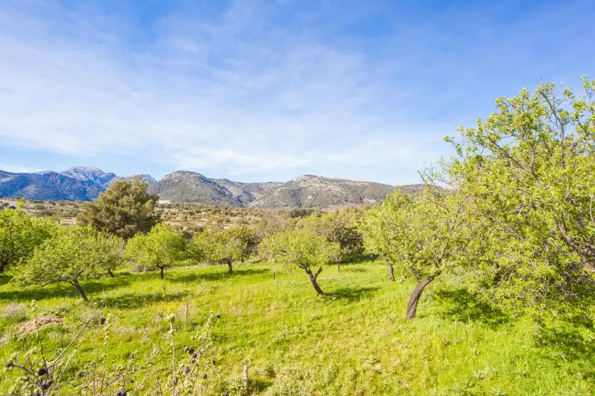 Ferienhaus auf S'alqueria, Campanet