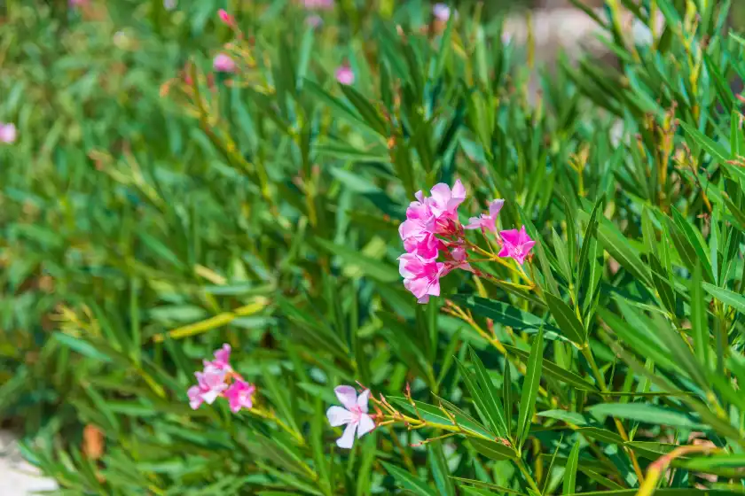 Ferienhaus auf Can pina - eco cascada -, Costitx