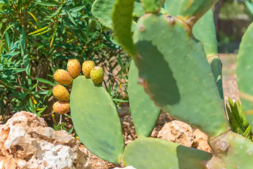 Ferienhaus auf Can pina - eco cascada -, Costitx