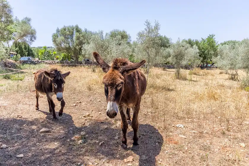 Alquiler vacacional en Can pina - eco pina -, Costitx