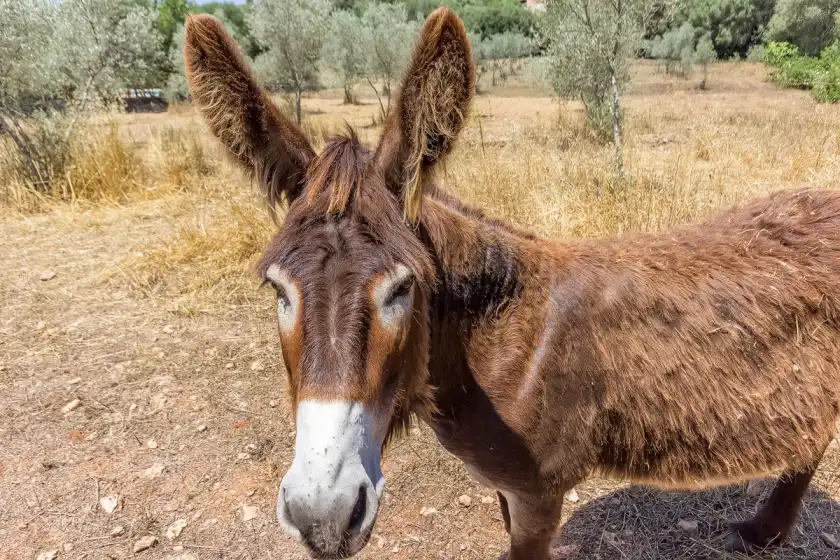Ferienhaus auf Can pina - eco arco -, Costitx