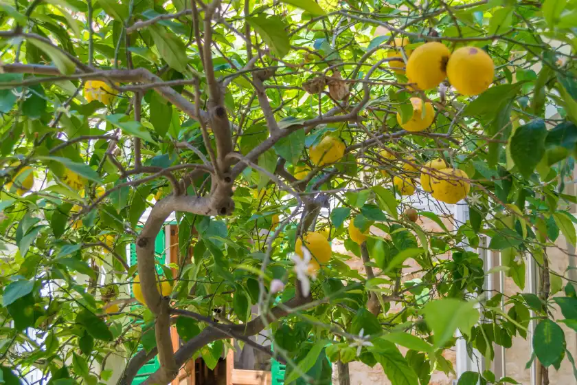 Alquiler vacacional en Ca sa tia bel, Alcúdia