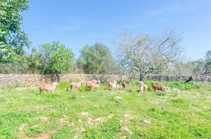 Alquiler vacacional en Can potdir, Ariany