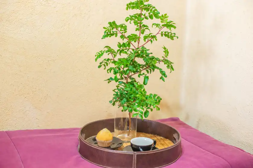 Ferienhaus auf Ca na missa 10, Llubí