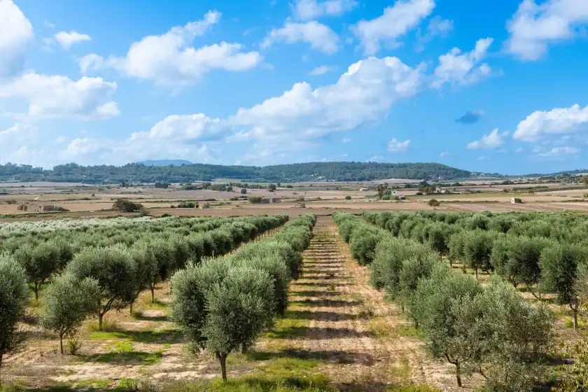 Alquiler vacacional en Gossalba - estandard, Sant Joan