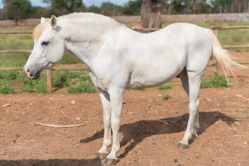Ferienhaus auf Sa vinyota, Llubí
