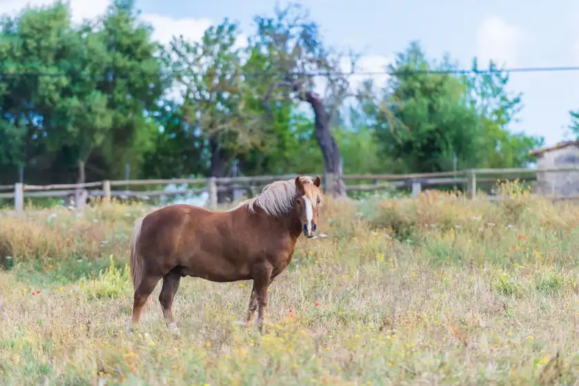 Ferienhaus auf Sa vinyota, Llubí