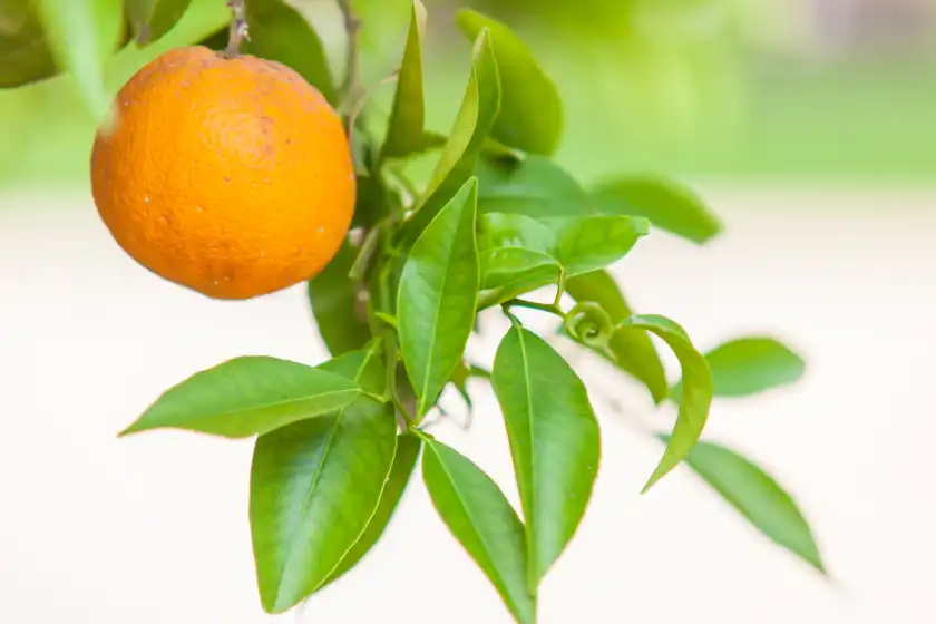 Ferienhaus auf Can joan des forn, Inca