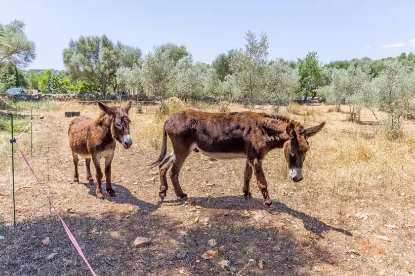 Alquiler vacacional en Can pina - eco groc -, Costitx