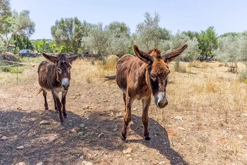 Ferienhaus auf Can pina - eco redonda 1 -, Costitx