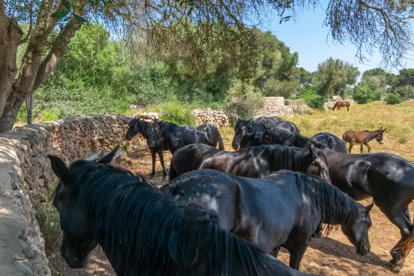 Alquiler vacacional en Talaia d'artrutx, Ciutadella