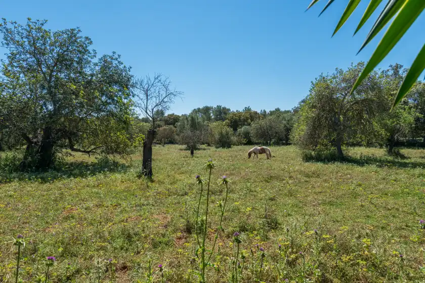 Ferienhaus auf Can rafalino, Inca